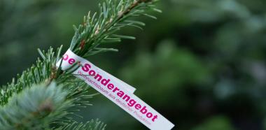 teaserbild-nachhaltig-weihnachtsbaum
