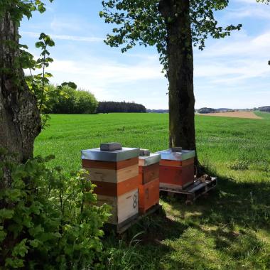 Bienen