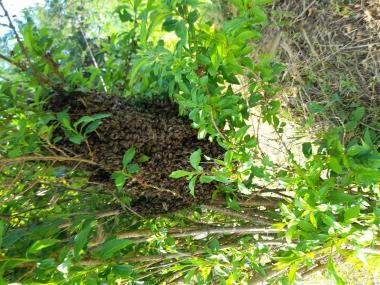 Bienenschwarm beim Nachbarn von einem anderen Imker
