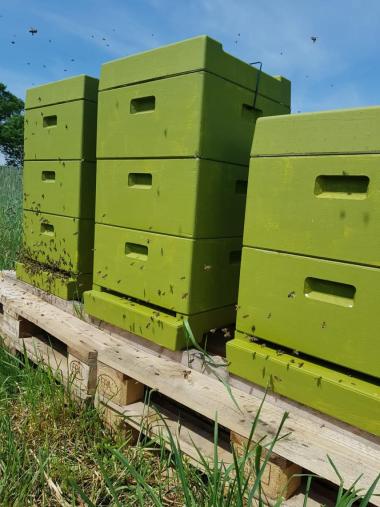 Bienen bei uns zu Hause