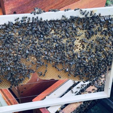 Bei mir müssen/dürfen die Bienen ihre Waben selber bauen.