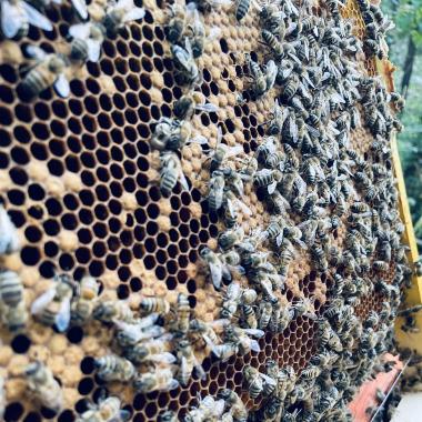 Wabe mit schlüpfenden Bienen.