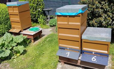 Bienenstand in Wachtendonk
