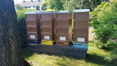 Bienenstand in Mönchengladbach