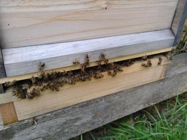 fleissige Bienen am Flugloch