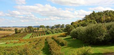 Ausblick über eine Apfelwiese