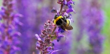 Eine Hummel auf einer Salbeiblüte