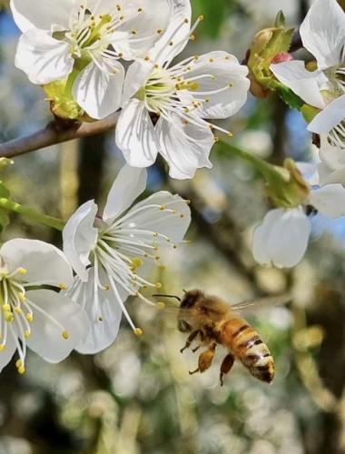Apfelblüte