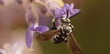 Schwarzgesichtige Fleckenbienen