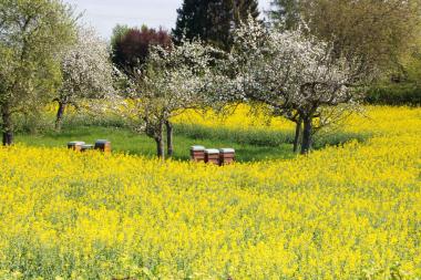 Unsere Bienen stehen in der  Raps- und Obstblüte im zeitigen Frühjahr