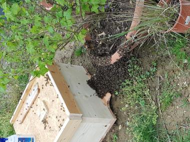 Ein Bienenschwarm bezieht seinen neuen Kasten