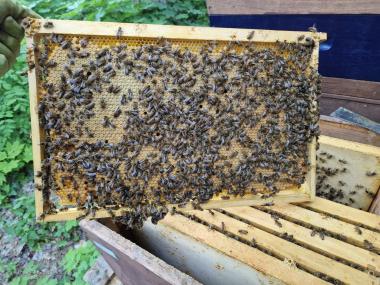 Brutwabe mit Bienen