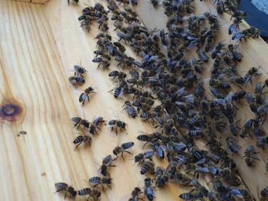 Die Bienen