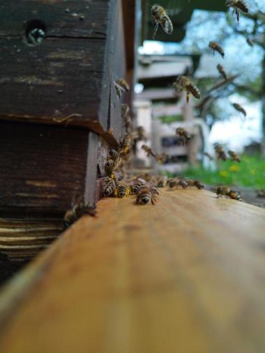 Bienen mit Pollenfüßchen