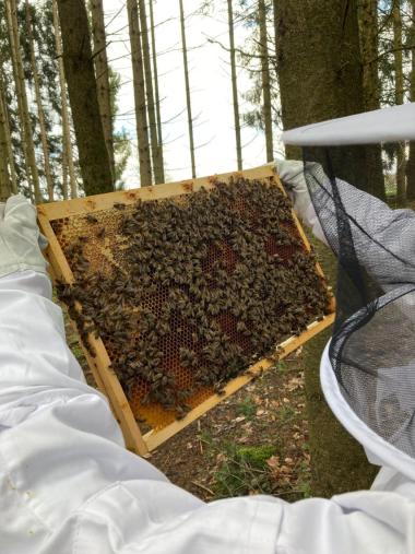 Bienen