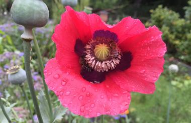 Biene auf Mohnblüte