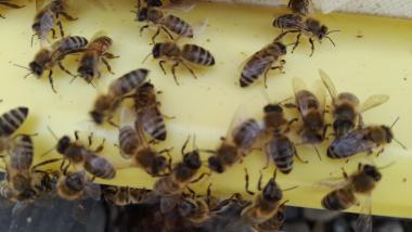 apis mellifera carnica