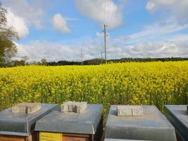 Unsere Bienen am Raps