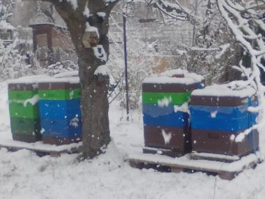 Bienen im Winter