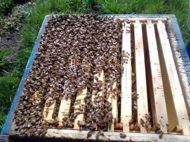 Blick in ein Bienenvolk