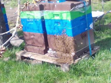 Ein dicker Bienenbart im Frühling