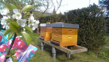 meine Bienen im Garten