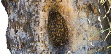 Bienen in Baum