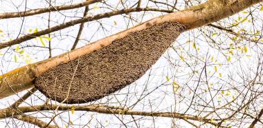 Nest Riesenhonigbienen