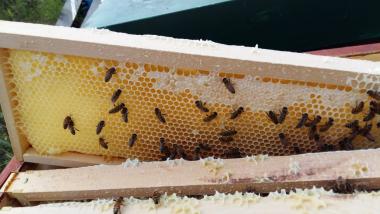 Bienen beim verdeckeln der Waben