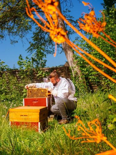 Arbeit an den Bienenstöcken im Frühsommer
