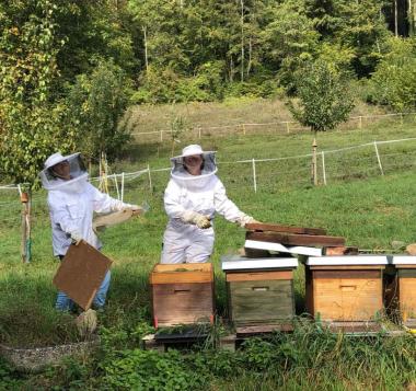 Das Summen der Bienen, ist die Stimme des Gartens.