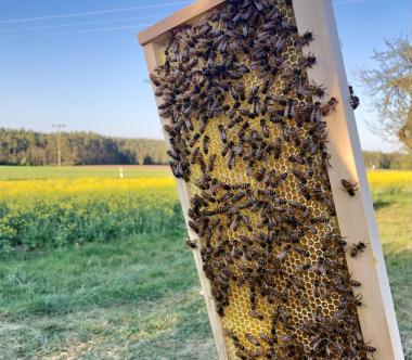 Bienen beim eintragen von Nektar