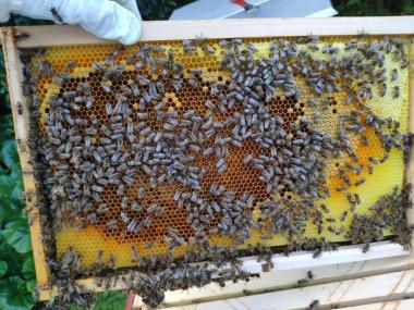 Von schönen Waben und fleißigen Bienen