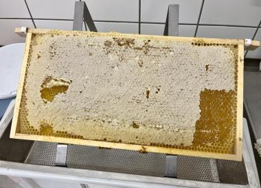 Honigwabe reif zum Schleudern