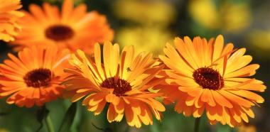 Ringelblume