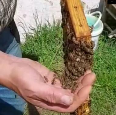 Friedliche Bienen