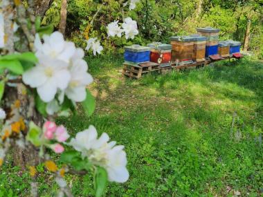 Bienen im Frühjahr auf der Obstwiese