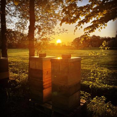 Bienenstand bei Sonnenuntergang