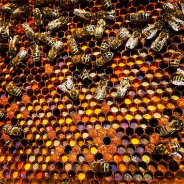 Bunte Pollenwabe mit Bienen.
