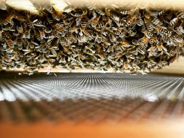 Foto vom unteren Rand der Waben mit Bienen durch das Flugloch fotografiert.