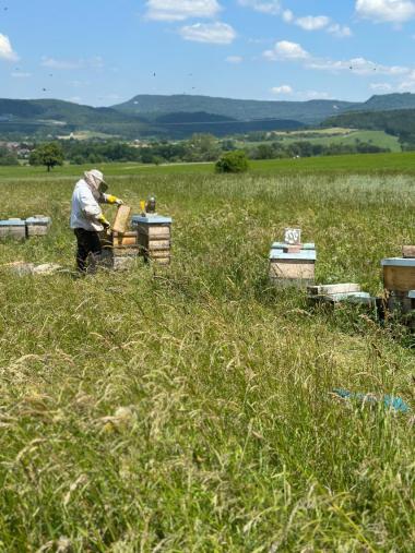 Bienenstand auf der schwäbischen Alb