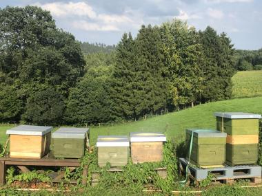 Bienenstand am Teutoburger Wald im Frühjahr...