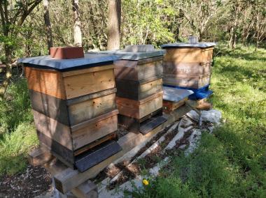 Bienenbeuten in unserem Wäldchen im Norden von  Berlin 