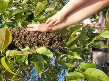 Hand am Bienenschwarm