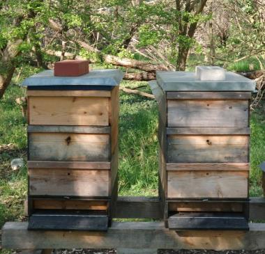 Bienenbeuten im Frühjahr mit Honigräumen.