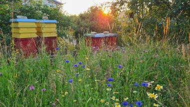 Bienenstand im zertifiziertem Naturgarten