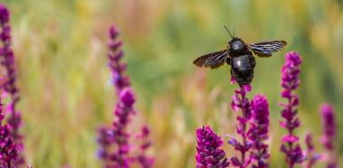 Schwarze Holzbiene auf Blumen