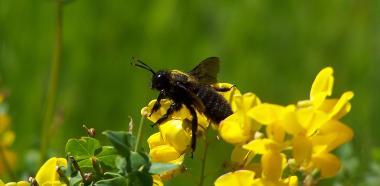 Schwarze Holzbiene