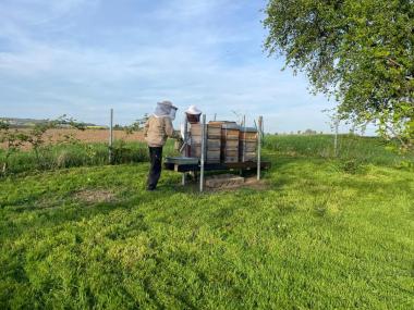 Der wöchentliche Bienen-Check