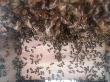 Im Bienenstock